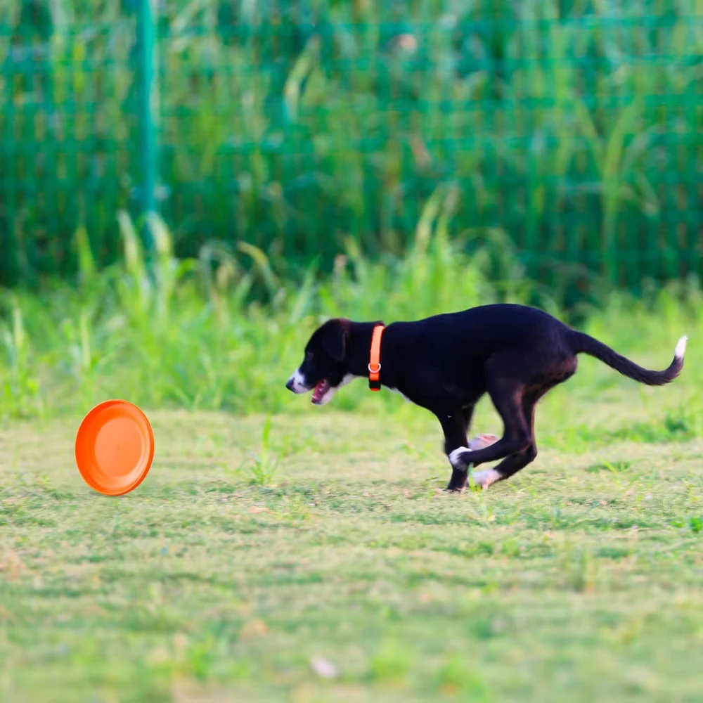 Durable Dog Training Disc - Lightweight, Easy-Catch Toy for Puppies & Adult Dogs, Essential Training Aid