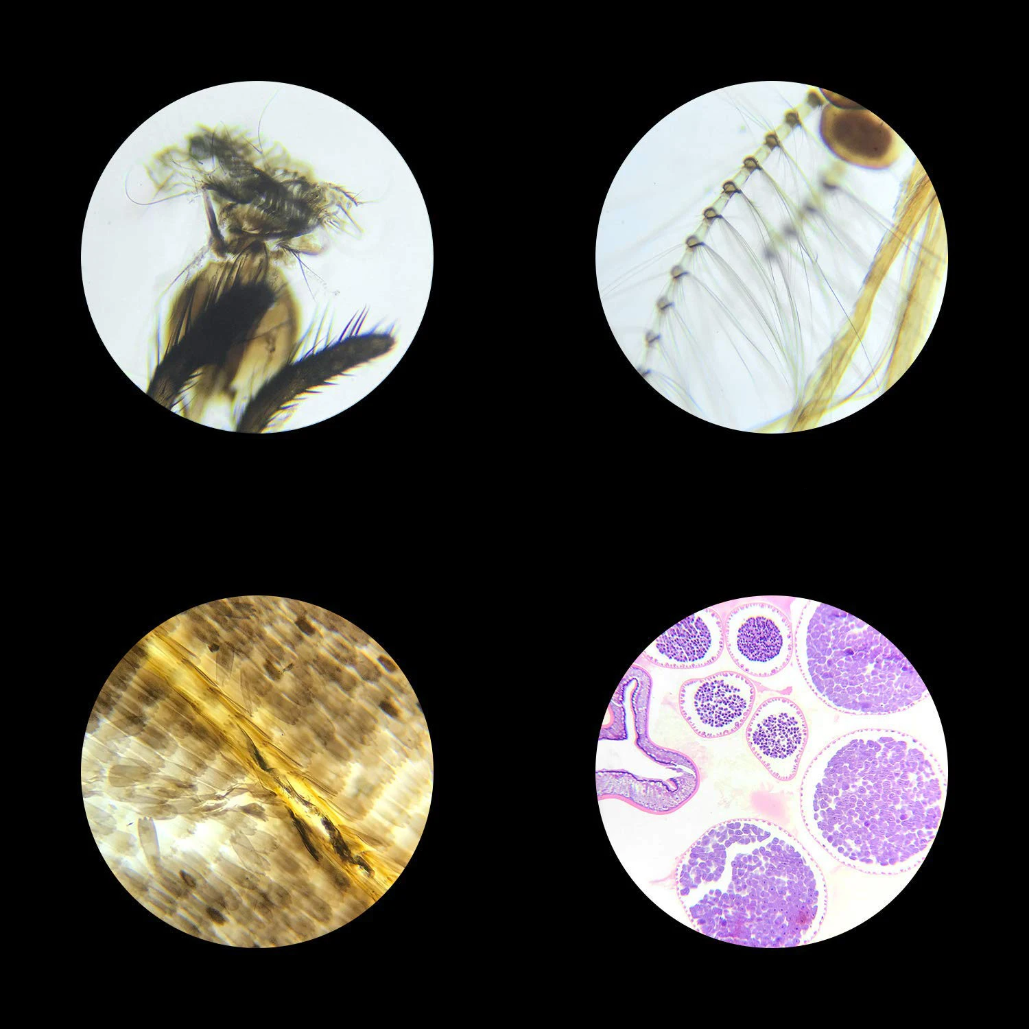 Microscope Glass Slides 100pcs Biology Prepared Microscope Glass Slides Lab Specimens Basic Biological