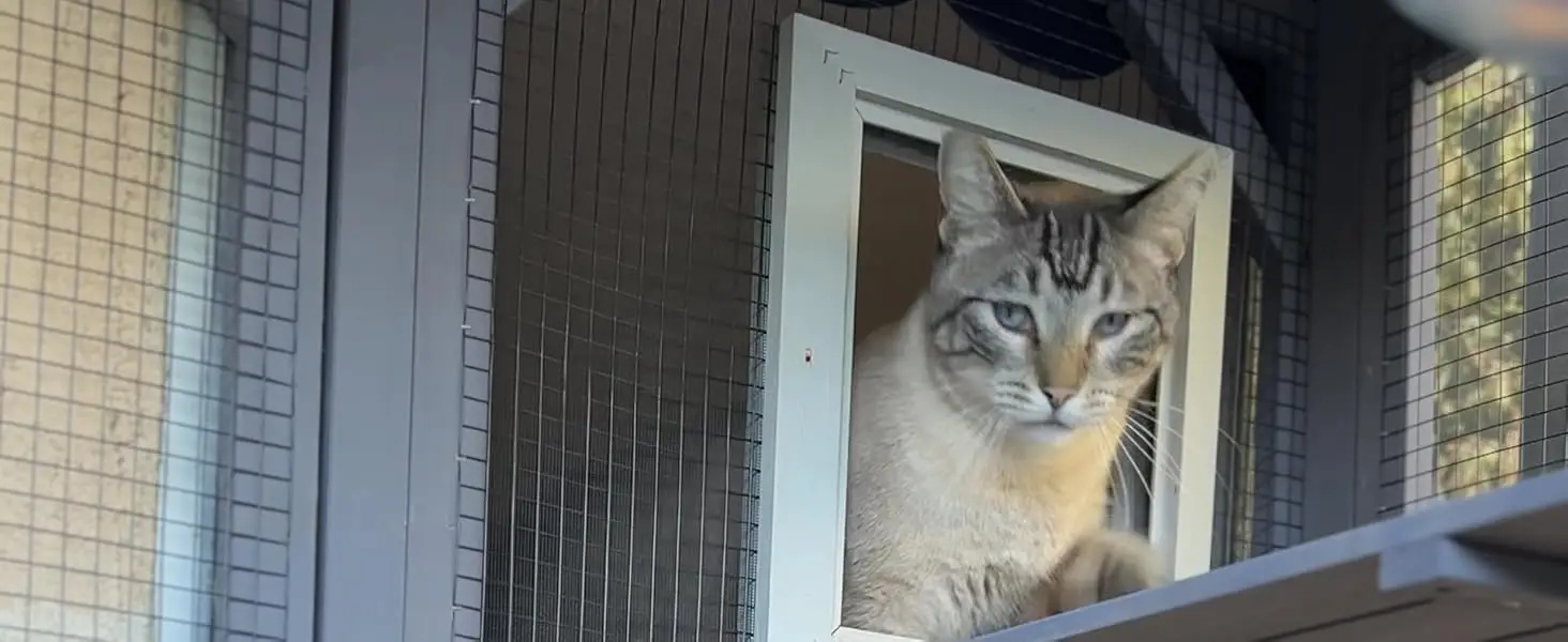 cat enclosure