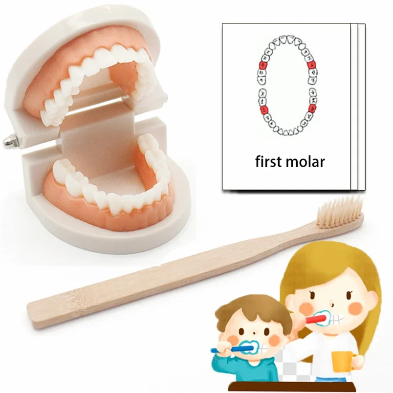 

Montessori Educational Toys Woody Montessori Toddler Practical Life Kids Learning Toys Educational C51W