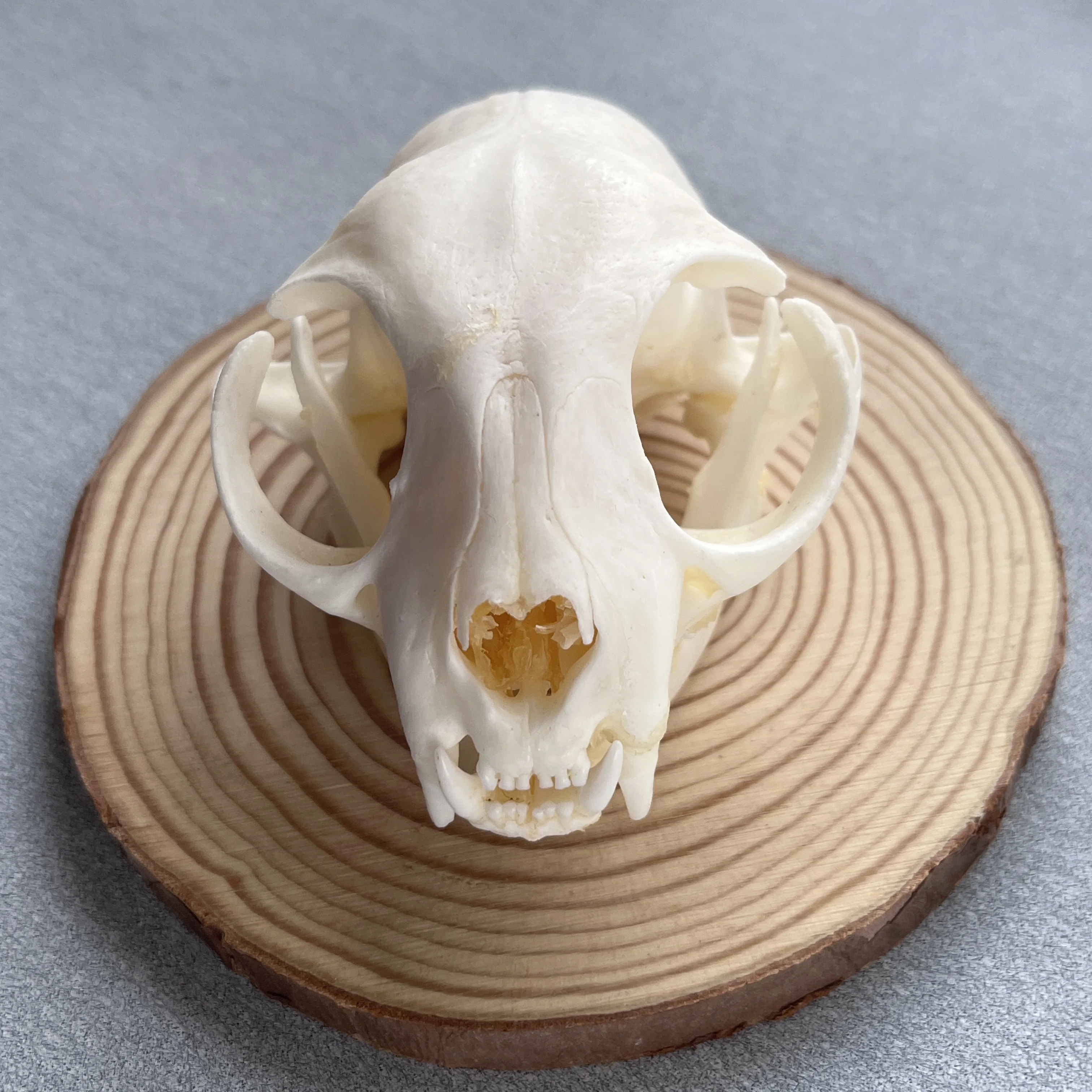 10 Pcs Mink Skull/ Real Animal Skull/ Real Bone/ Decoration /Gift/ New/ Craft/ 