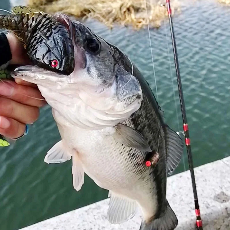 Largemouth Bass Best Bass Casting Rod The Best Bass Fishing