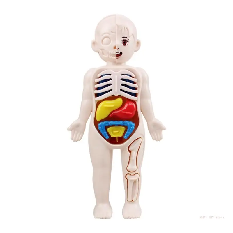 

Skeleton&Heart Models-Best Anatomy Model Bundle Set for Kids Handmade