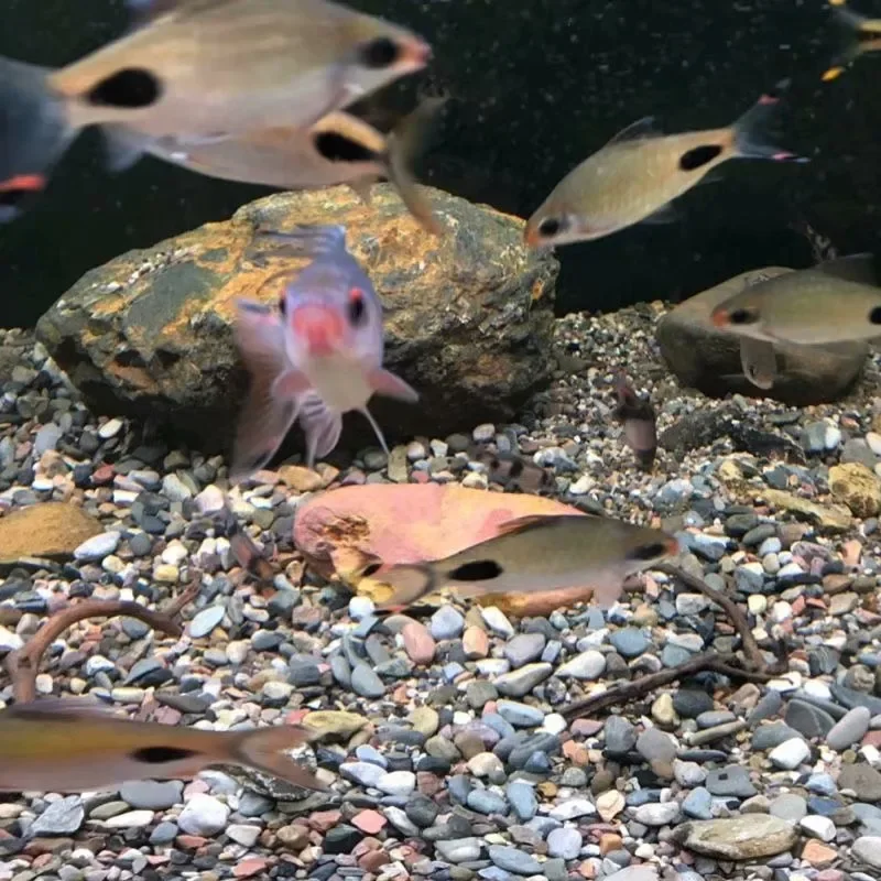Natural Stream Sand Home Decoration Stone Aquarium Substrate Landscaping Aquarium Bottom Sand Fish Tank