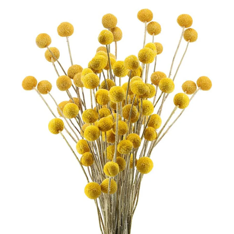 

30Pcs Dried Craspedia Flowers Billy Button Balls Floral Bouquet Dry Flowers Bouquet for Wedding Party Home Decoration Room Decor