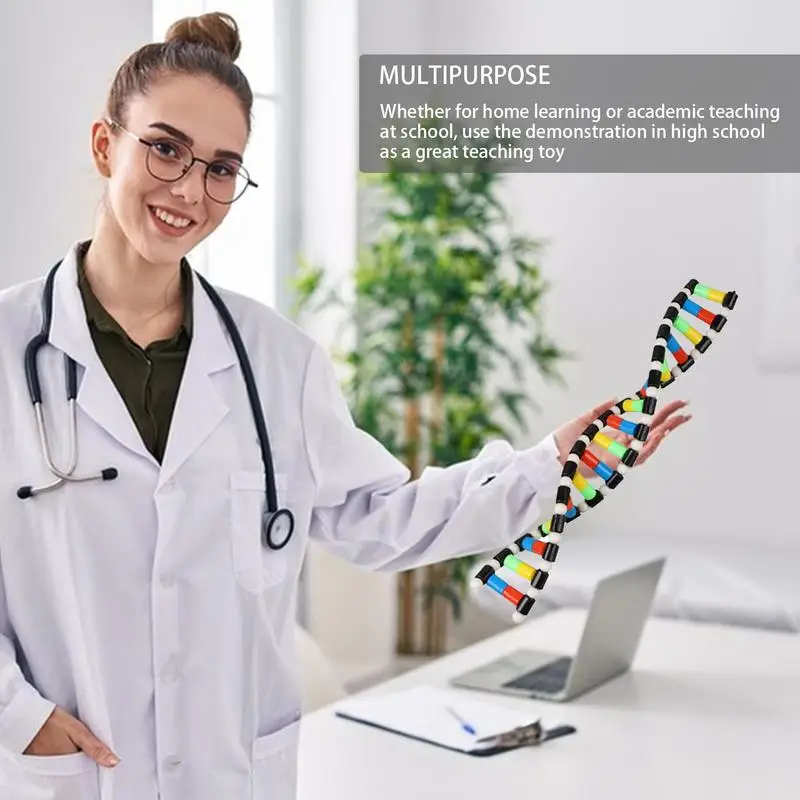 DNA Double Helix Model Kit 2