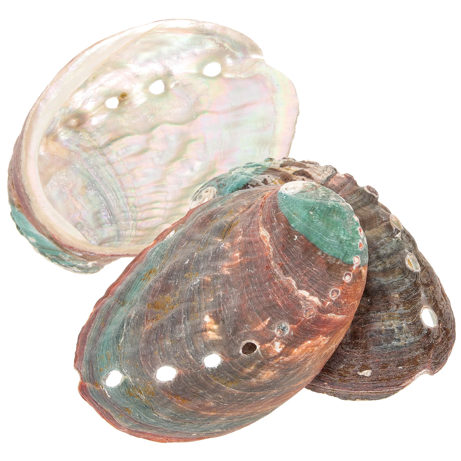 

3pcs Abalone Shell Smudge Bowls Shell Smudge Holder Abalone Shell for Smudging