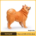 Samoyed