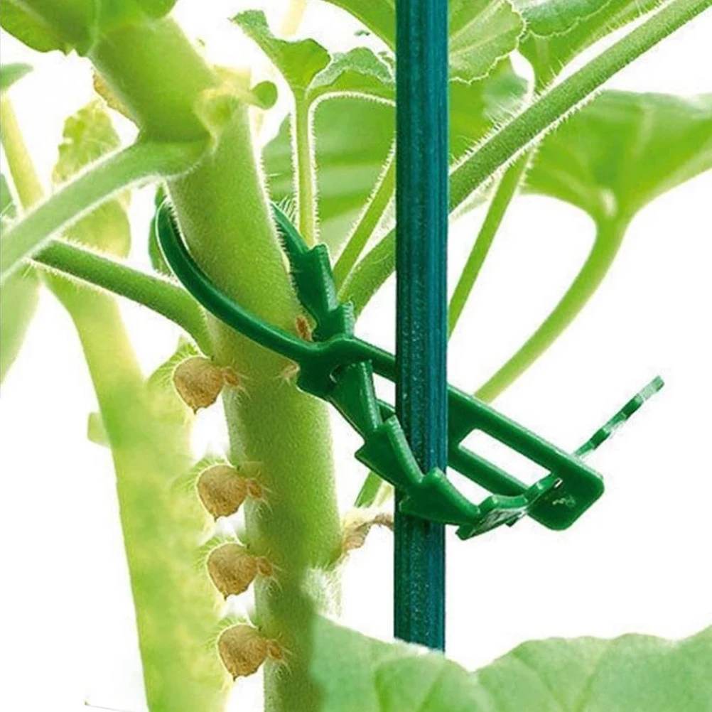Plant Ties Plastic Plant Cable Ties Plastic Plant Supports Plant Clips Plant Stakes Plastic Plant Clips Plant Climbing Support Plant Stem Support Plant Support Stick Plant Support Connector 10-100pcs Reusable Orchard and garden Cable Ties Tools Plant Support Shrubs Fastener Tree Locking Nylon Adjustable Plastic