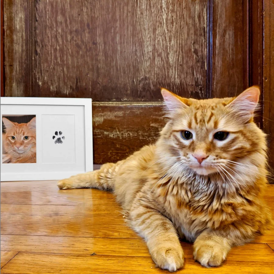 Pet Print Kit Ink Pads Pet Handprint And Footprint Photo Frame Kit Clean Touch Ink Pad To Create Pet Hand And Foot Prints Shower Gifts for Registr