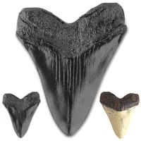 Black Shark Teeth Fossil 5inch Giant Megalodon Tooth Easy Clean Resin Shark Teeth Marine Bology Teaching Props for Kids Childs 1