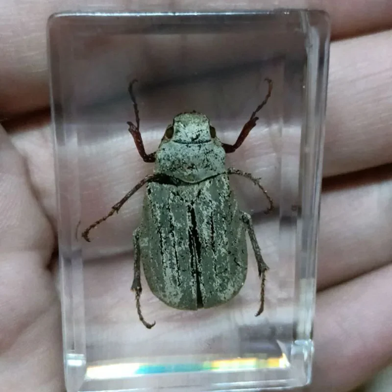 Cuboid Resin Insect Specimen Decoration Crafts Teaching Model Desk Decoration Home Accessories for Living Room resin starfish ornaments butterfly specimen