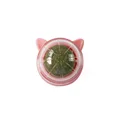 B- pink 001