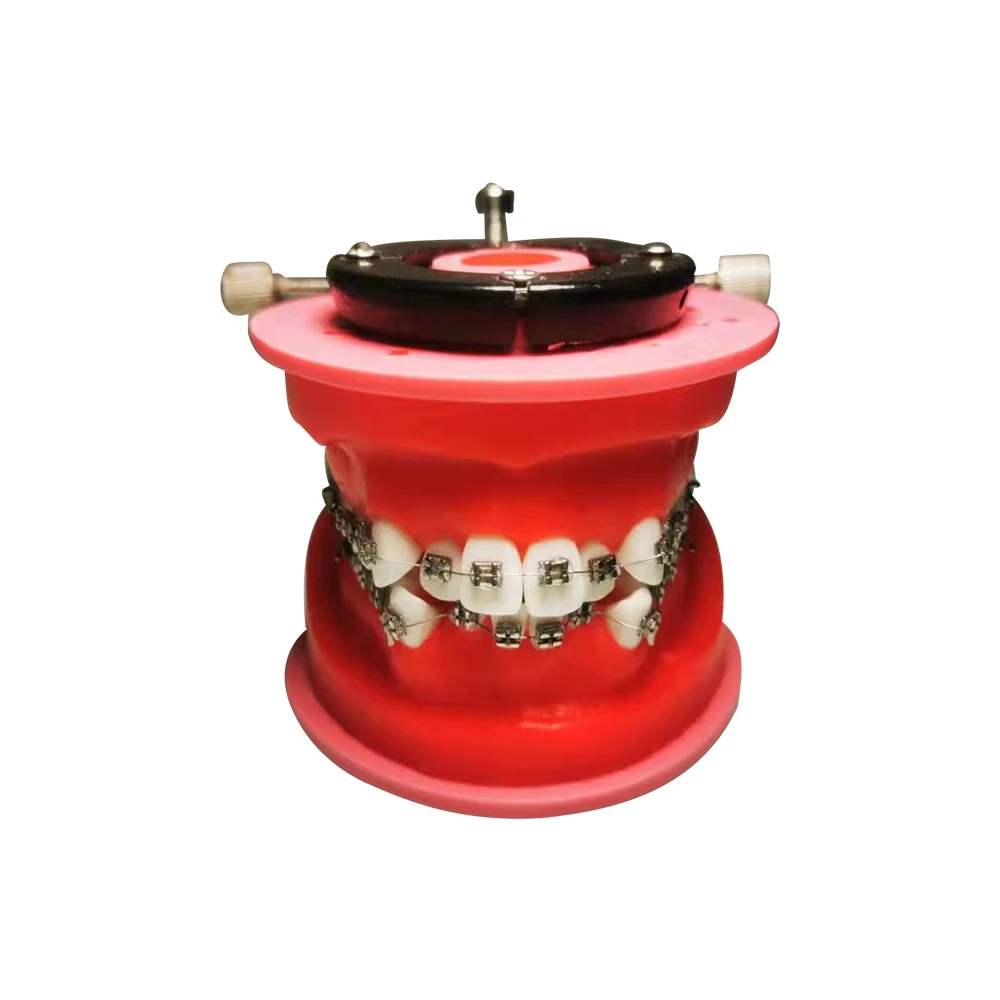 Dental Ortho Bracket Orthodontic Model Typodont Teeth Model For Dental