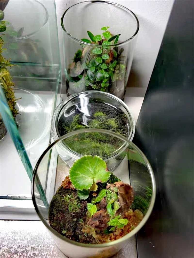 Transparent Moss Plant Bottle