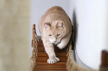 Cat Bridge Wall-Mounted Play and Lounge Toy Cat Tree Tower Alternative for Pets 3