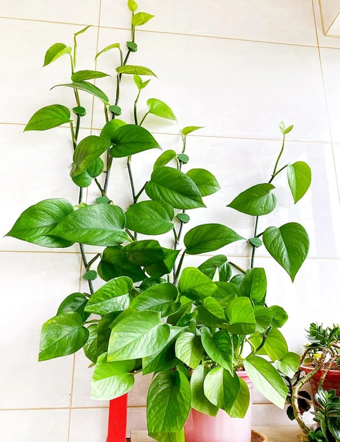 10-50Pcs Plant Climbing Wall Fixture Clips Acrylic Sticker Self-Adhesive Hook Plant Vine Traction Holder Indoor Outdoor Decor 5