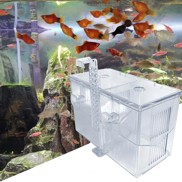 Large Aquarium Breeder Box Cheap Sales www.independentndt.co.nz