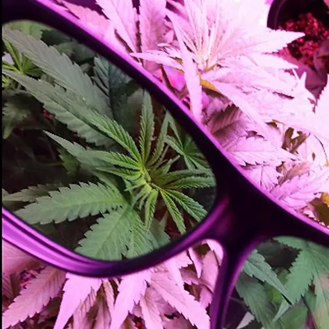 Led Grow Könnyű Szemüveg Uv Polarizáló Védőszemüvegek Termesztési Sátor Doboz Üvegházhatású Hidroponikus Növények Szem Védő - Image 3