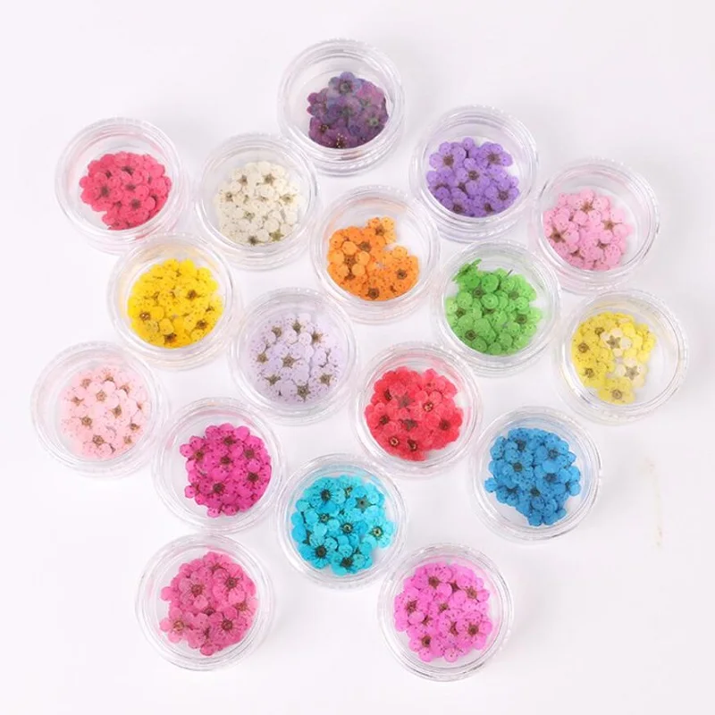 

100pcs Pressed Dried Narcissus Plum Blossom Flower With Box For Epoxy Resin Jewelry Making Nail Art Craft DIY Accessories