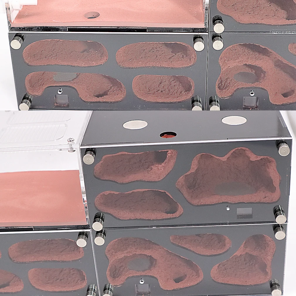 Acrylic Ant Farm Kit 6