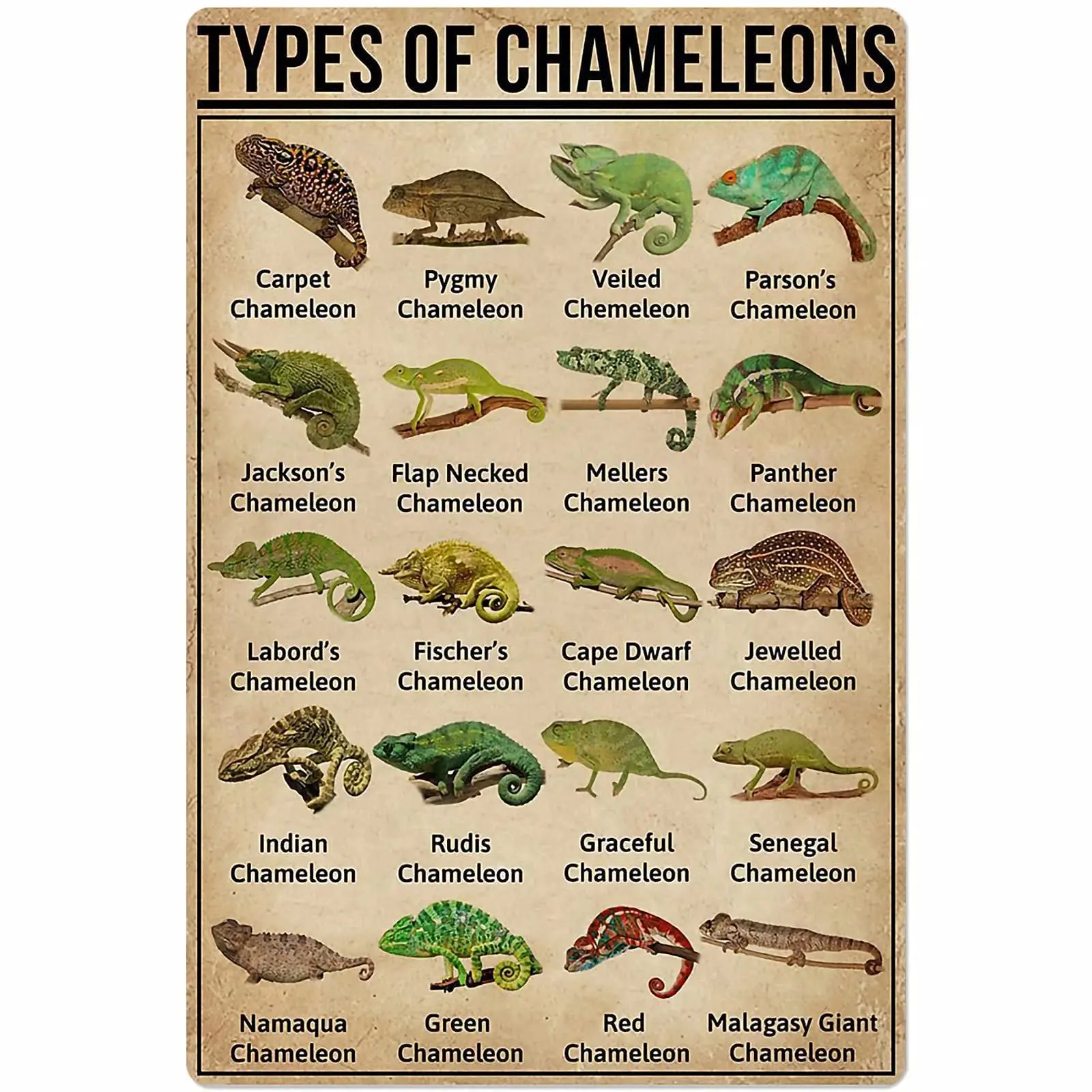 

Veidsuh Types of Chameleons Retro Poster Plaque for Club Cafe Bar Home Kitchen Wall Decoration