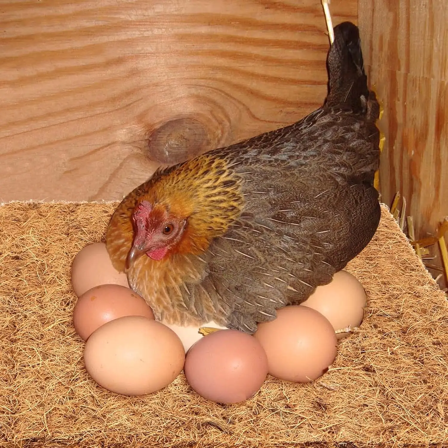 Coconut Fiber Nesting Box Liners Chicken Nesting Pads Chicken Coop Bedding Mats Bulk Poultry Supplie for Hen Laying Eggs 10 Pack