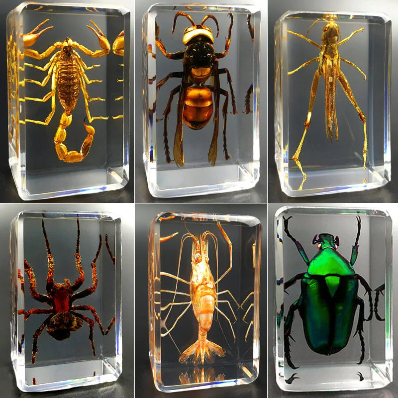 InsectSpecimensResinAnimalInsectSpecimenDesktopDecoration