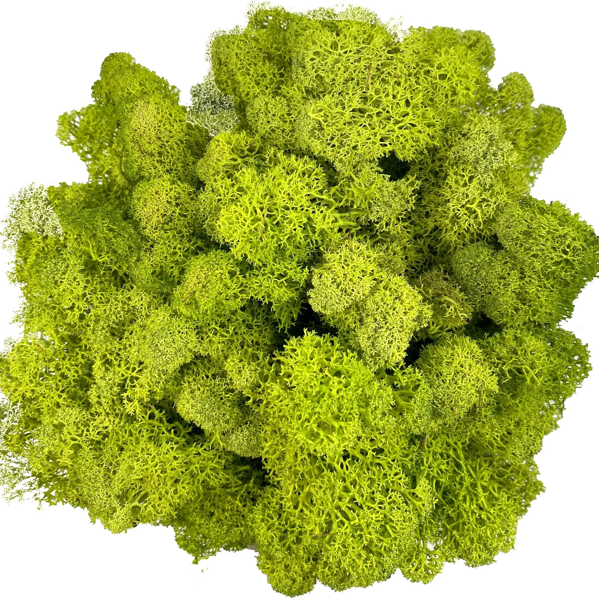 Lush Green Decorative Reindeer Moss for Crafting and Floral Decor