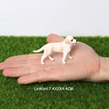 Labrador-2