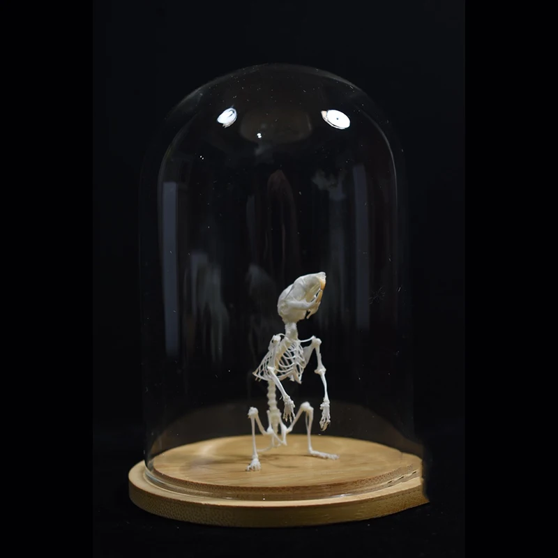 

2028 Original Hamster Bone Tabletop Ornaments Gothic Style Bone Specimen Decoration Birthday Creative Gift Customization