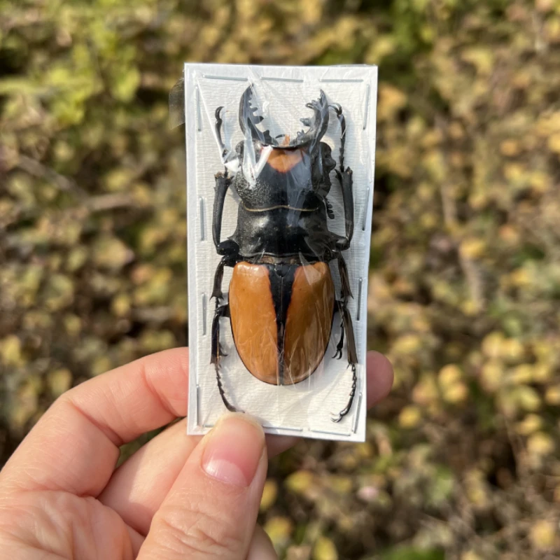 

Odontolabis Lacordairei Real Insect Specimen Steam Insect Photography Collection Natural Gift Home Decoration Hobby Collection