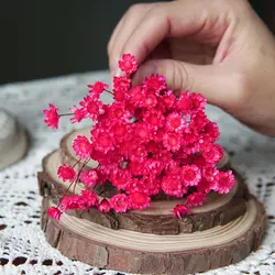 Preserved Little Star Flowers - 100pcs for Wedding and Home Decoration (Rose Pink)