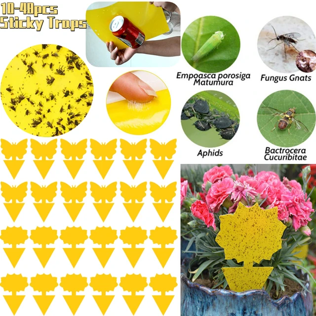 10-48Db Ragadós Csapdák Gyümölcsllyal Gnat Csapda Sárga Ragacsos Hibás A Beltéri Kültéri Rovarok Kártevőirtó Kertjének Erős Ragasztóüzem - Image 6