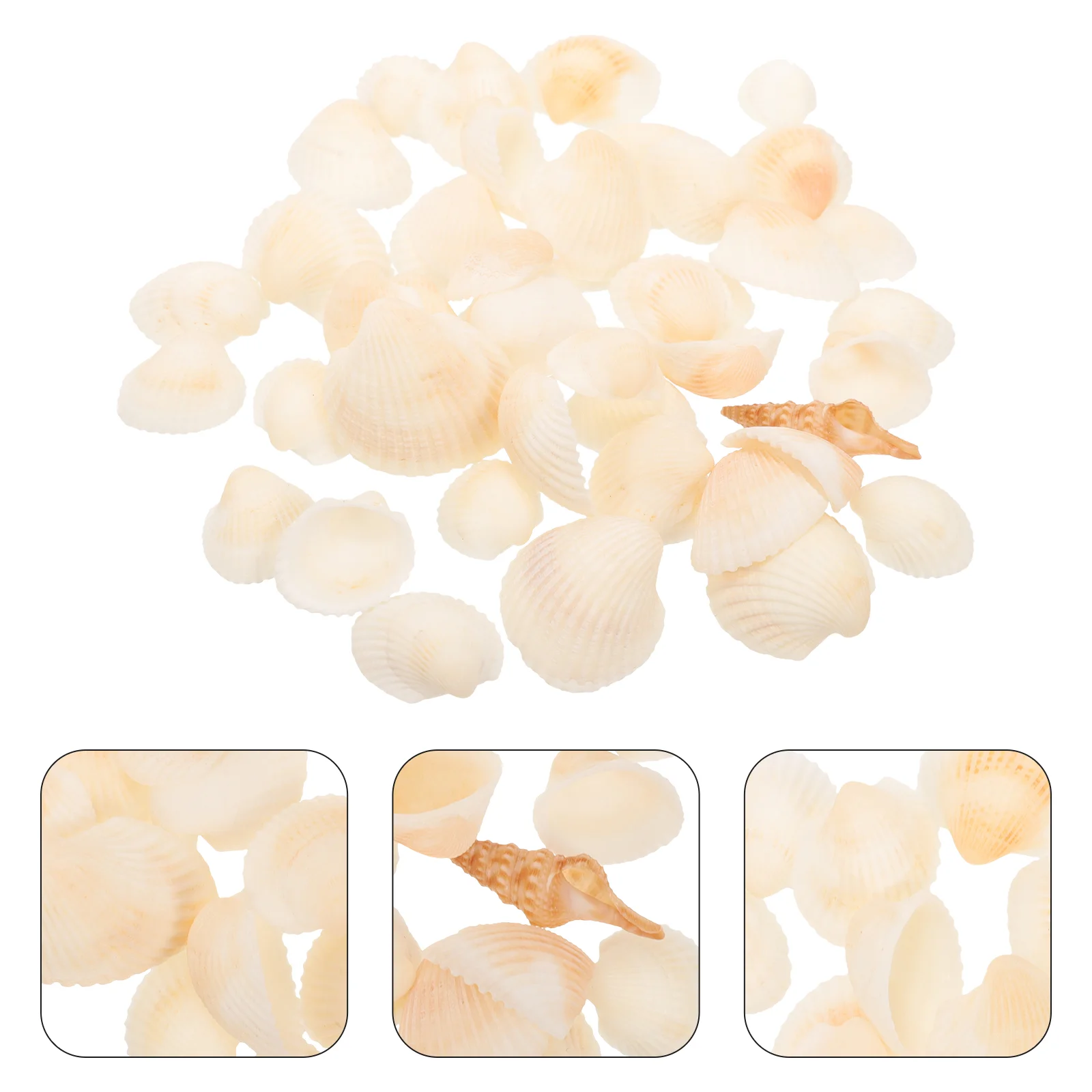 

Handicraft Shells Nature Decorative Shells Craft DIY Home Seashell Ornament