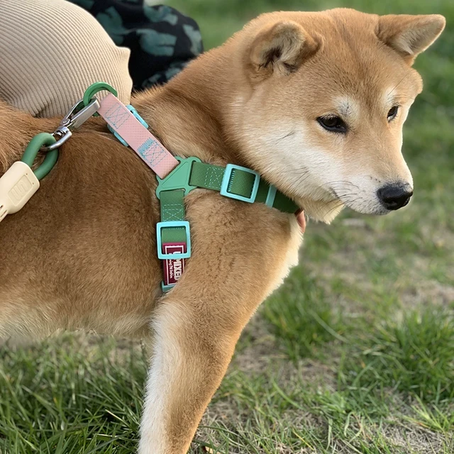 Adjustable Color Blocking Design Dog Harnesses Waterproof  PVC Walking Leash Rope Chest And Back Set For Dog Outdoor Training 3