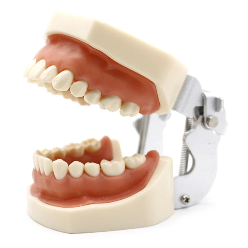 

Removable Teeth Model/Set Dental Model Teeth Model Teaching Model Standard 28/32