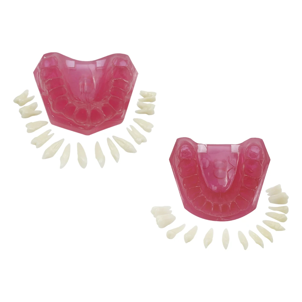 Рисунок 5 - Стандартная Стоматологическая модель со штативом