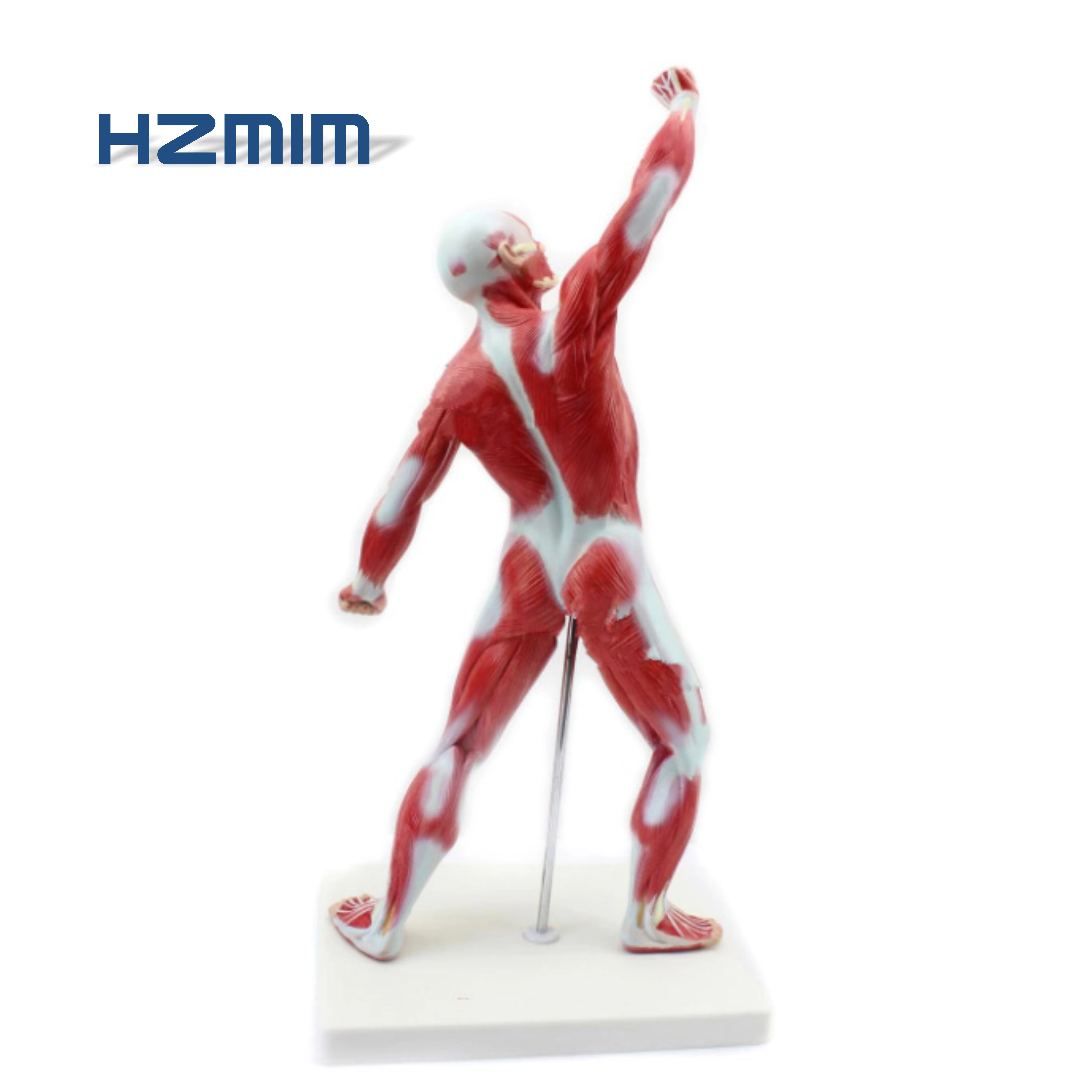

medical science subject body muscle, Whole body human muscles anatomy model