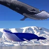 30D 9M Inflatable Whale Soft Kite Adult Giant Kite Beach Show Nylon Kites Tearproof and Easy To Fly Laundry Pendant Kite 2