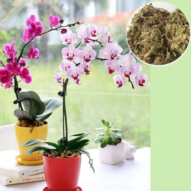6L/12L Sphagnum Moss Nutrition Organic Mertilizátor Orchidea Phalaenopsis Musgo Virágkerti Kellékek