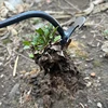 2 in 1 Garden Weeder Rake Tools Manual Weed Grass Rooting Shovel Manganese Steel Loosening Soil Digging Agricultural Tool 3