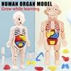 3D Human Body Torso Model Educational Learning DIY Assemble Puzzle Toy Children Kids Montessori Body Organ Medical Teaching Tool 1