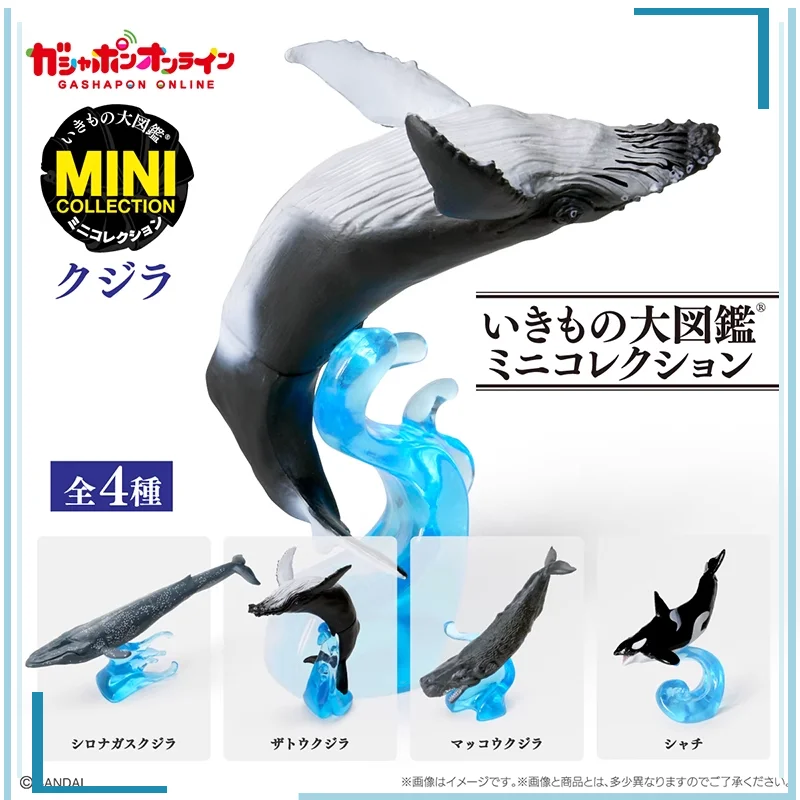 

BANDAI Cetacea Gashapon Simulate marine life capsule toys Biography MINI for Display Figure Collect Model in Stock Original