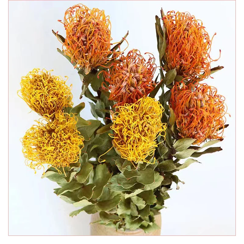 Pincushion flowers naturally dry branches AliExpress