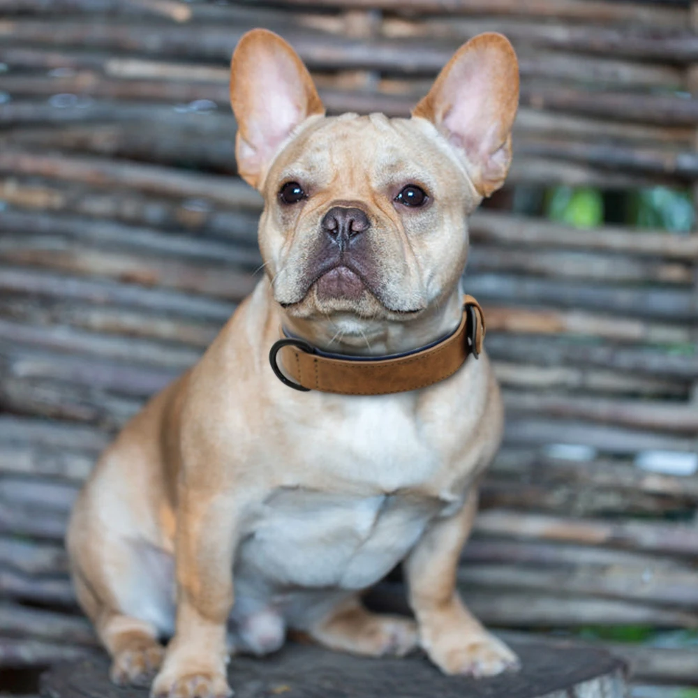 Leather Dog Collar Soft Padded Adjustable Pet Puppy Bulldog Chihuahua Necklace Durable for Small Medium Large Dogs dog collar,pet collar