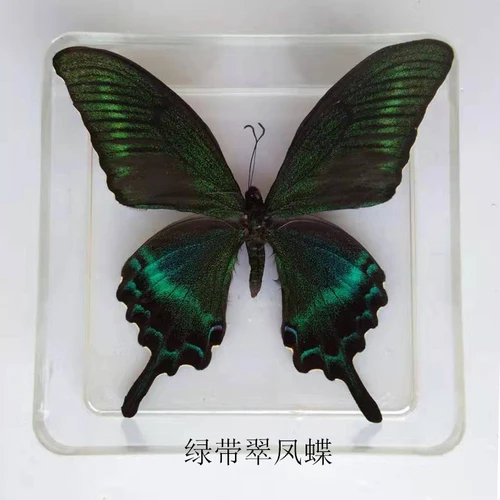 Butterfly Specimen Real Butterfly Specimen Insect Specimen Butterfly Shooting Props DIV Student Teaching Transparent Box Pack 