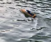 31.5" Large Remote Control Boat for Adults 798-4P Pro Brushless Speedboat 80km/h+ , Two 5200 mAh Battery for Power at Same time, 5
