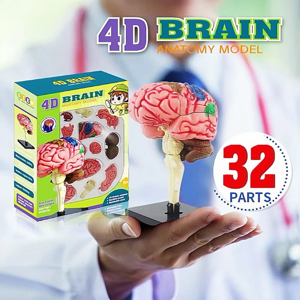 3D Eye Anatomical Model Puzzle, Best Toddler Learning Toys, Educational Toys, Aid Students Learning Educational STEM Toy 6