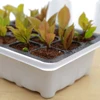 Plastic Nursery Pot 6/12 Holes Seed Grow Planter Box Greenhouse Seeding Garden Seed Pot Tray plant Seedling Tray With Lids 2